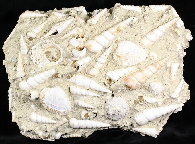 Fossil Gastropod (Haustator) Cluster - Damery, France #22043